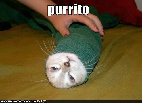 funny-pictures-cat-is-wrapped-like-burrito.jpg
