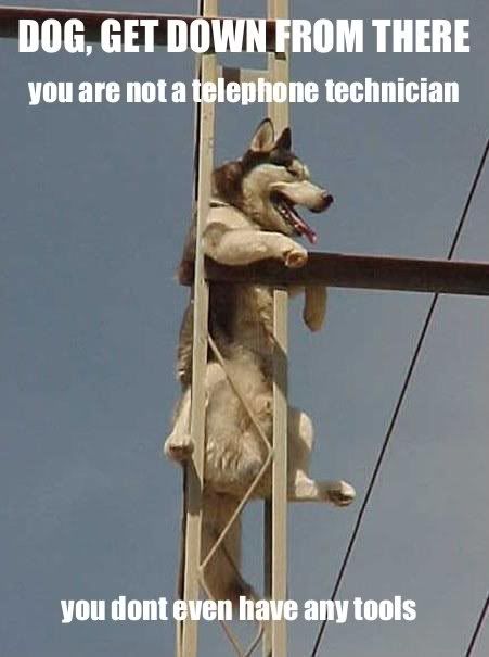 Dog Telephone Technician