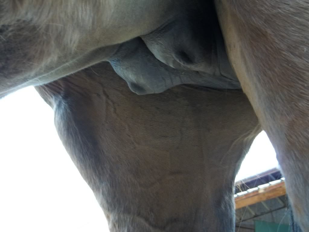 Udders Are Hard Normal The Horse Forum