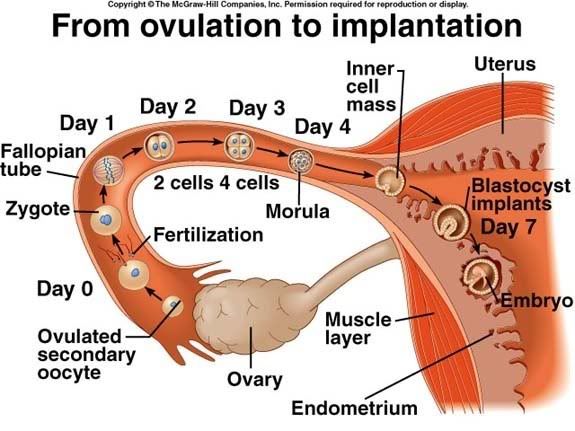 Time of Implantation of the Conceptus and Loss of Pregnancy