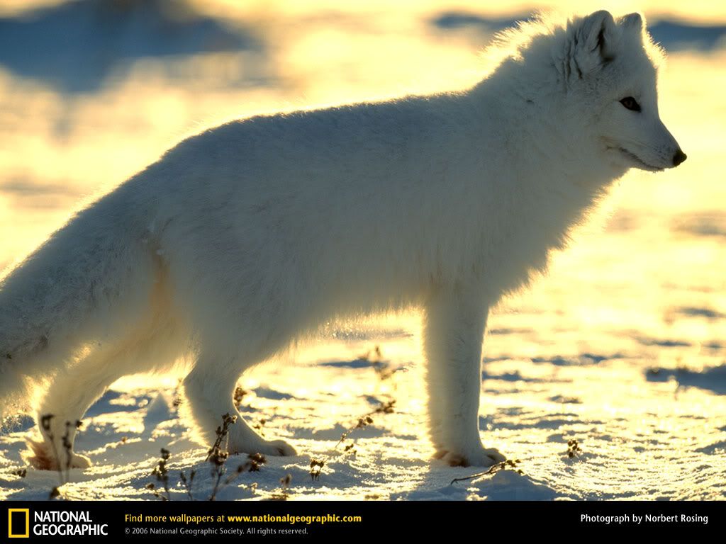 Albino Arctic Fox