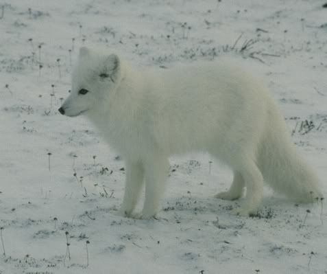 Albino Arctic Fox