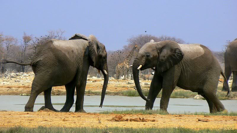 Со своим слоном в Африку. 2008 (много фото)